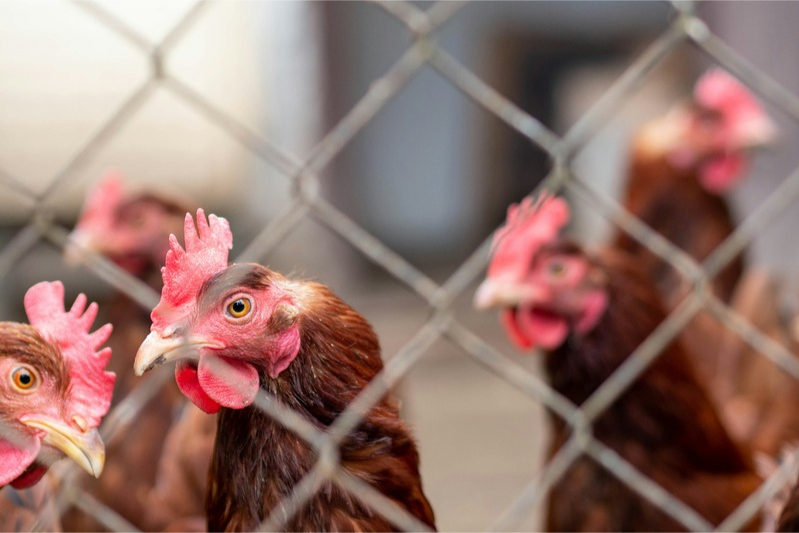 Chickens in a coop by Karol Klajar on Unsplash.