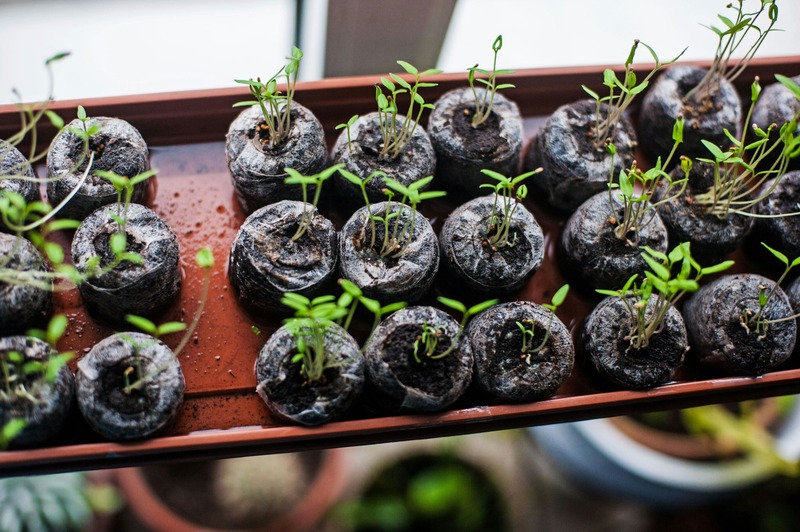 Seasonal plants by Tom Jur on Unsplash.